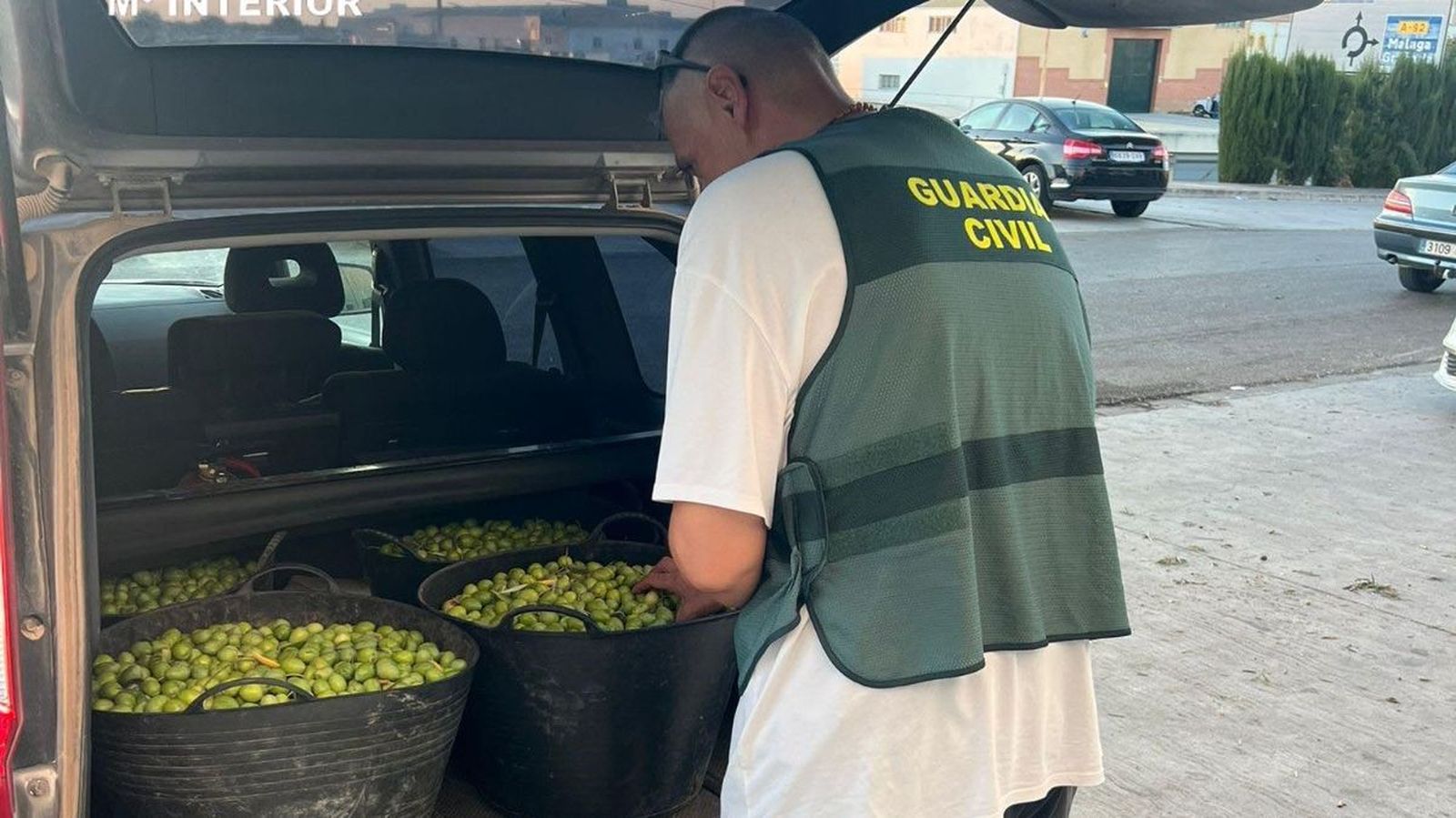 Un agente de la Guardia Civil con parte de las aceitunas intervenidas.