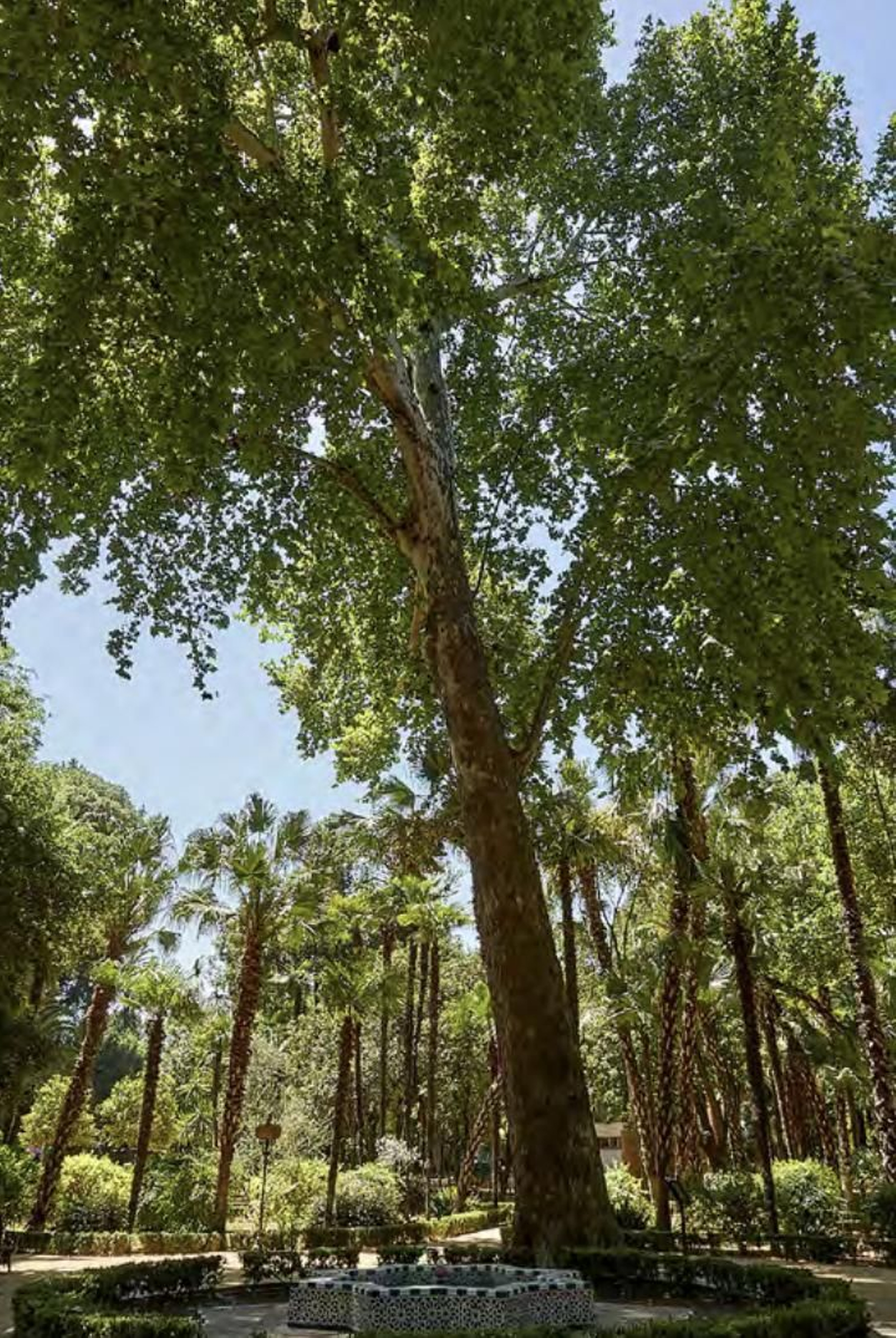 Los árboles más singulares del nuevo catálogo de Sevilla
