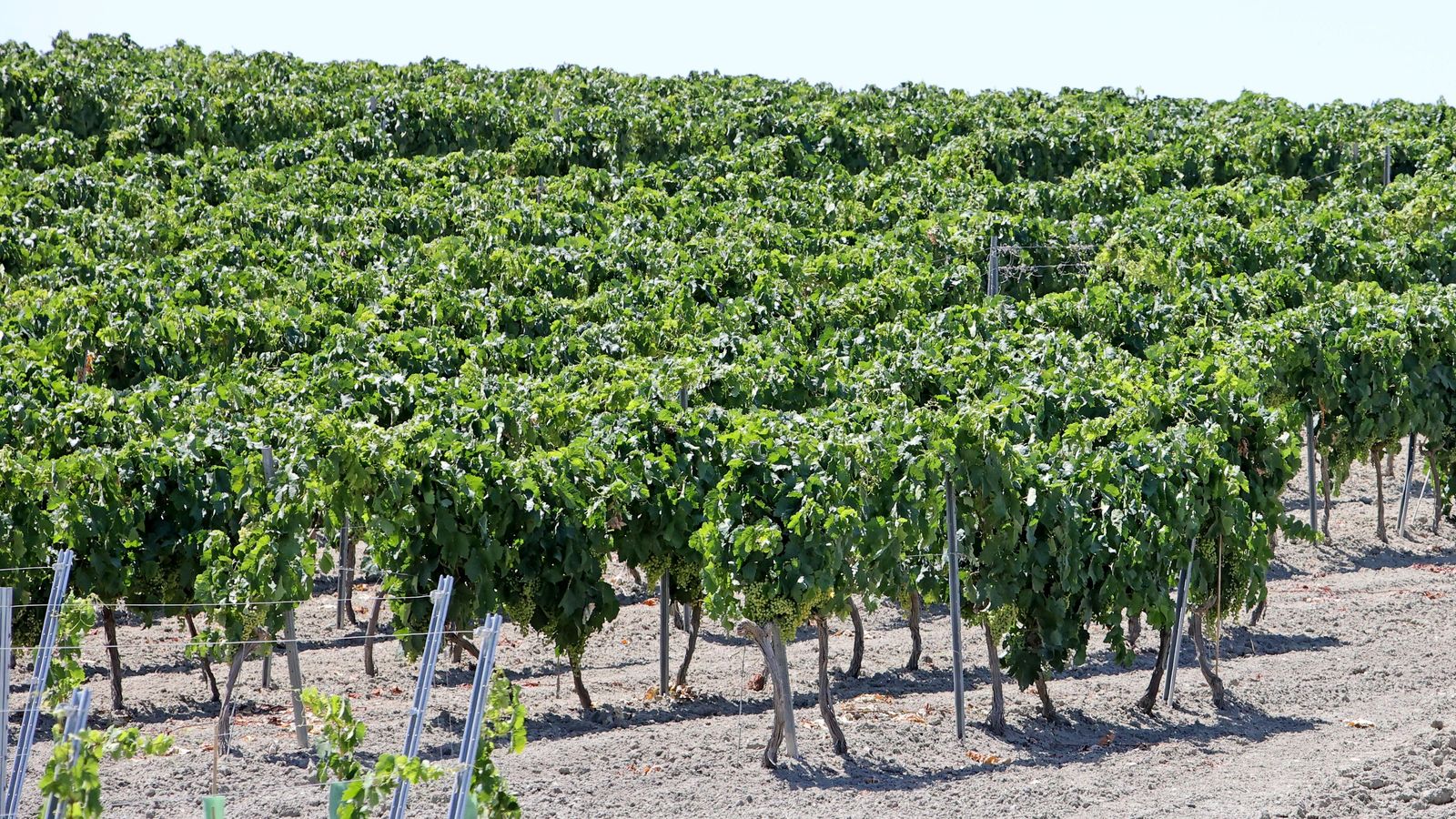 Estado actual del viñedo del Marco en una imagen captada el pasado viernes.