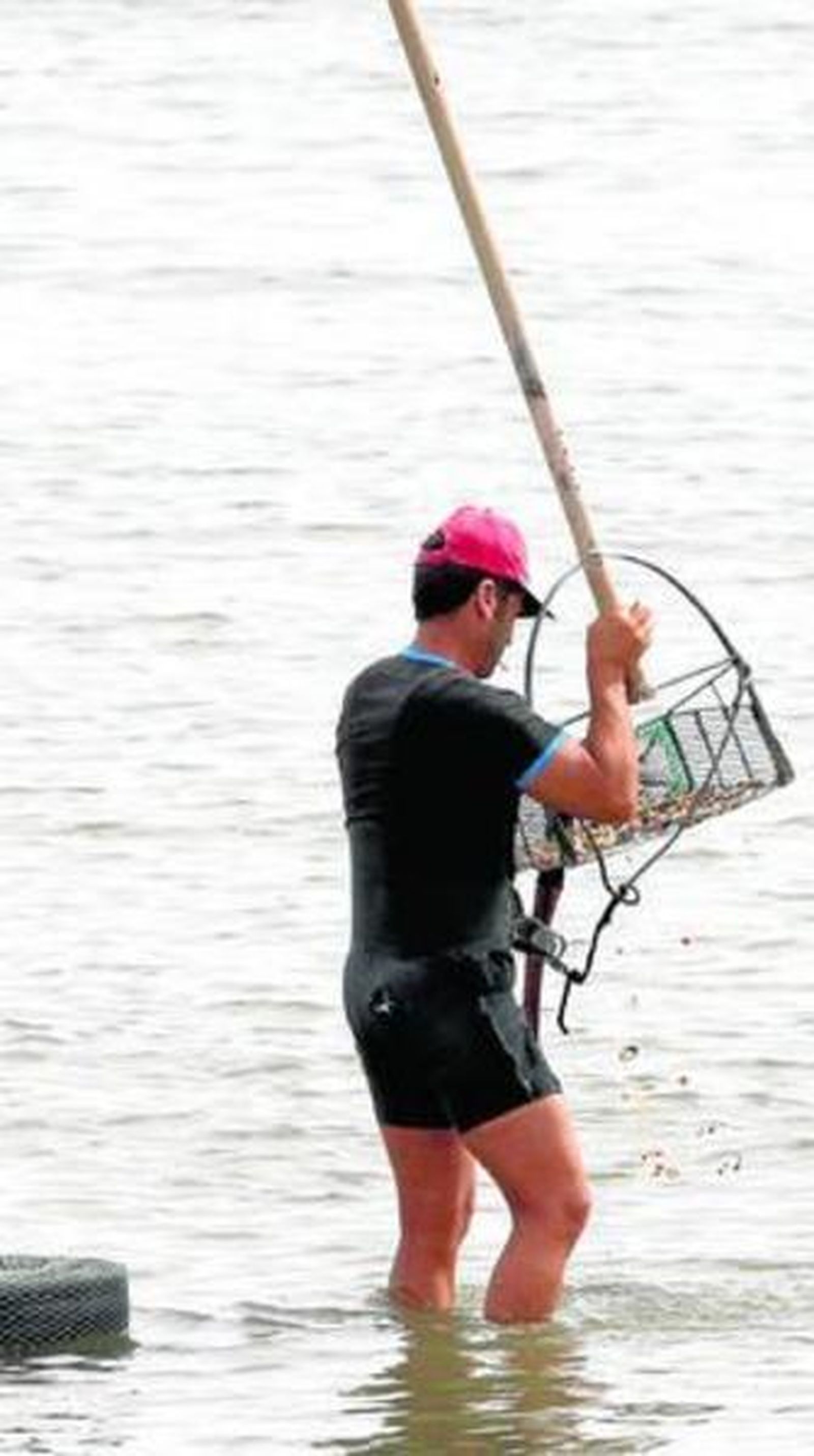 Un mariscador sacude el rastrillo para liberarlo de conchas y coquinas inmaduras.