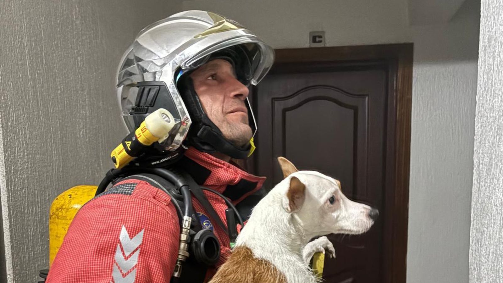 Rescate de una mascota.