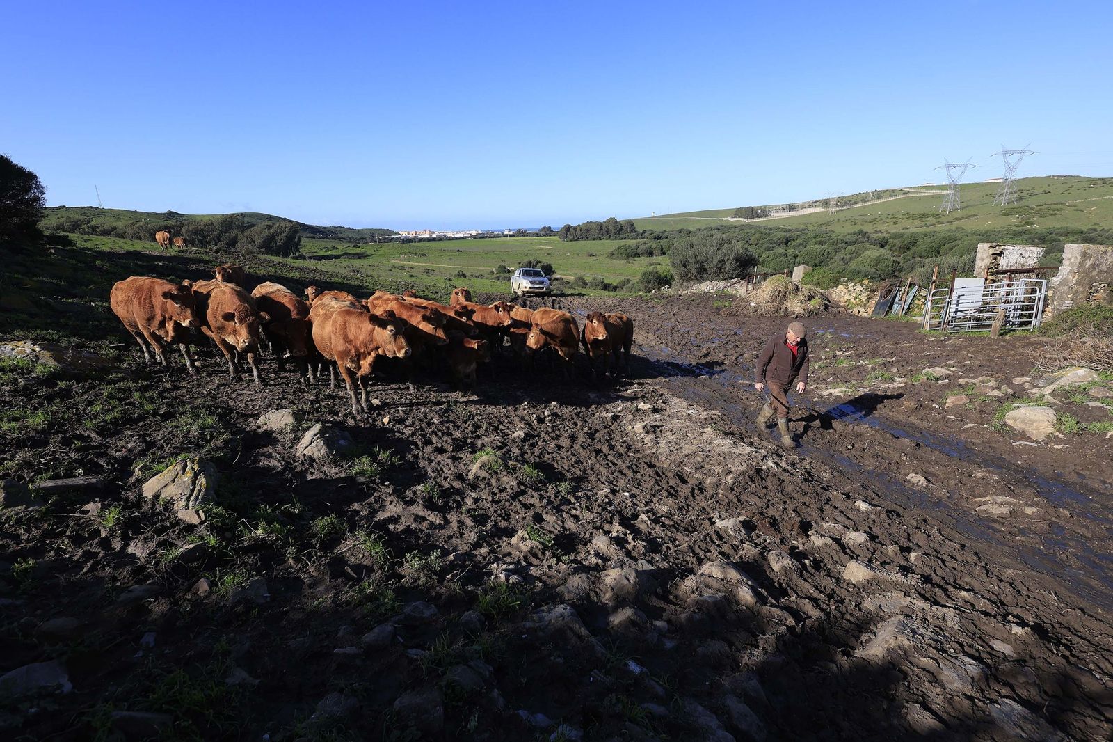Las fotografías de la ganadería de Luis Benítez en Tarifa