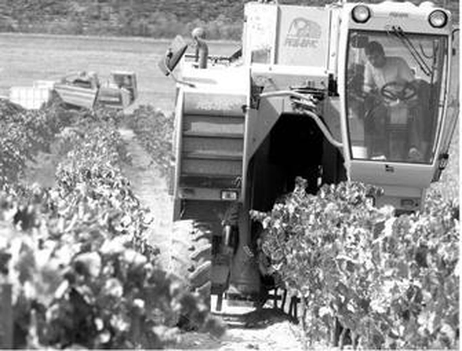 Trabajos de maquinaria la vendimia de 2007 en una viña de Gibalbín.