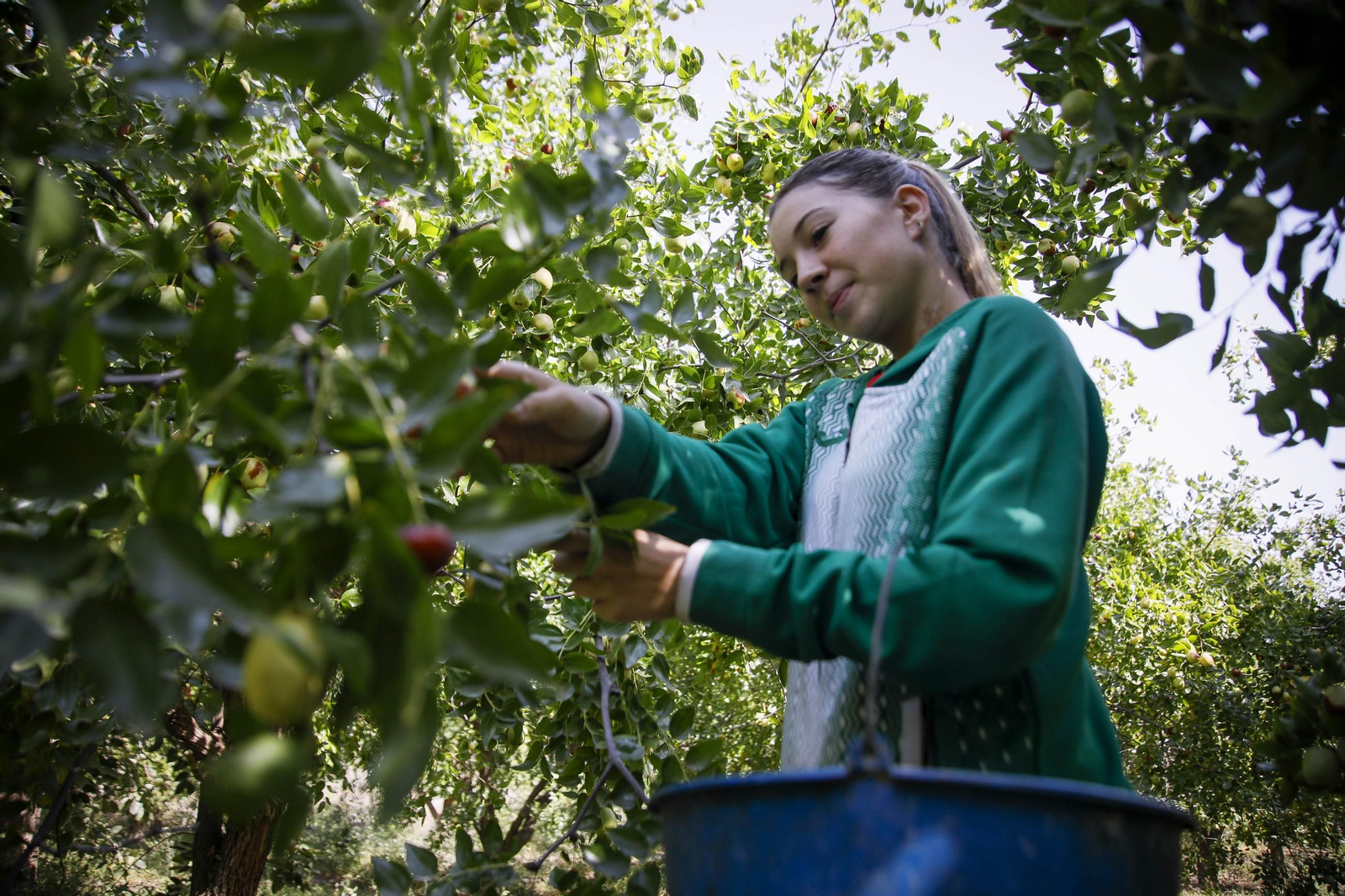 Imágenes del cultivo de azufaifas en Abrucena