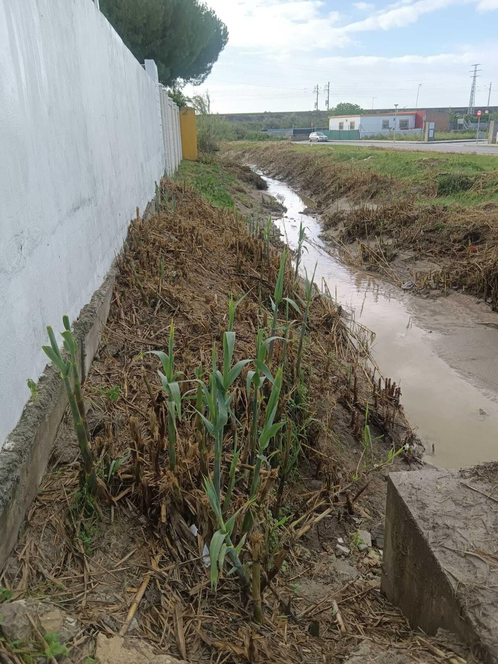 Muros de las viviendas, junto al canal ya desbrozado. Muros de las viviendas, junto al canal ya desbrozado.