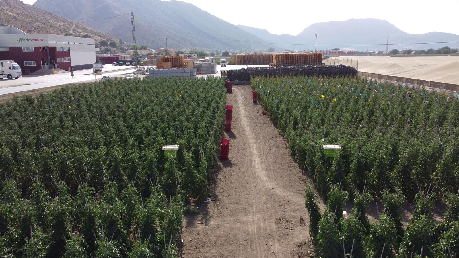 Campo experimental en el que se llevó a cabo el ensayo, en la localidad de Ventas de Zafarraya