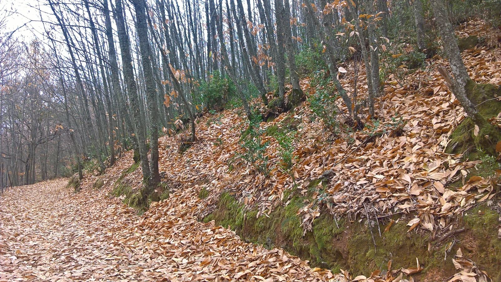 Foto de la Ruta de los Castañares de Constantina.