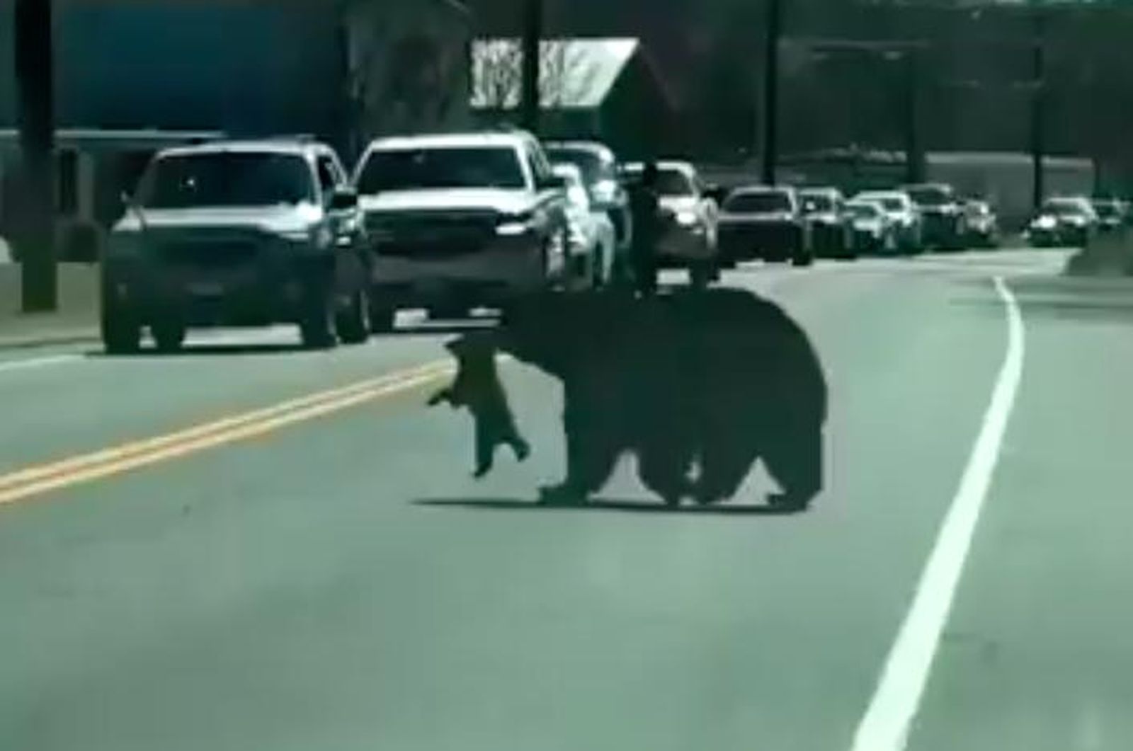 La complicada tarea de esta osa para cruzar la carretera con sus cuatro oseznos