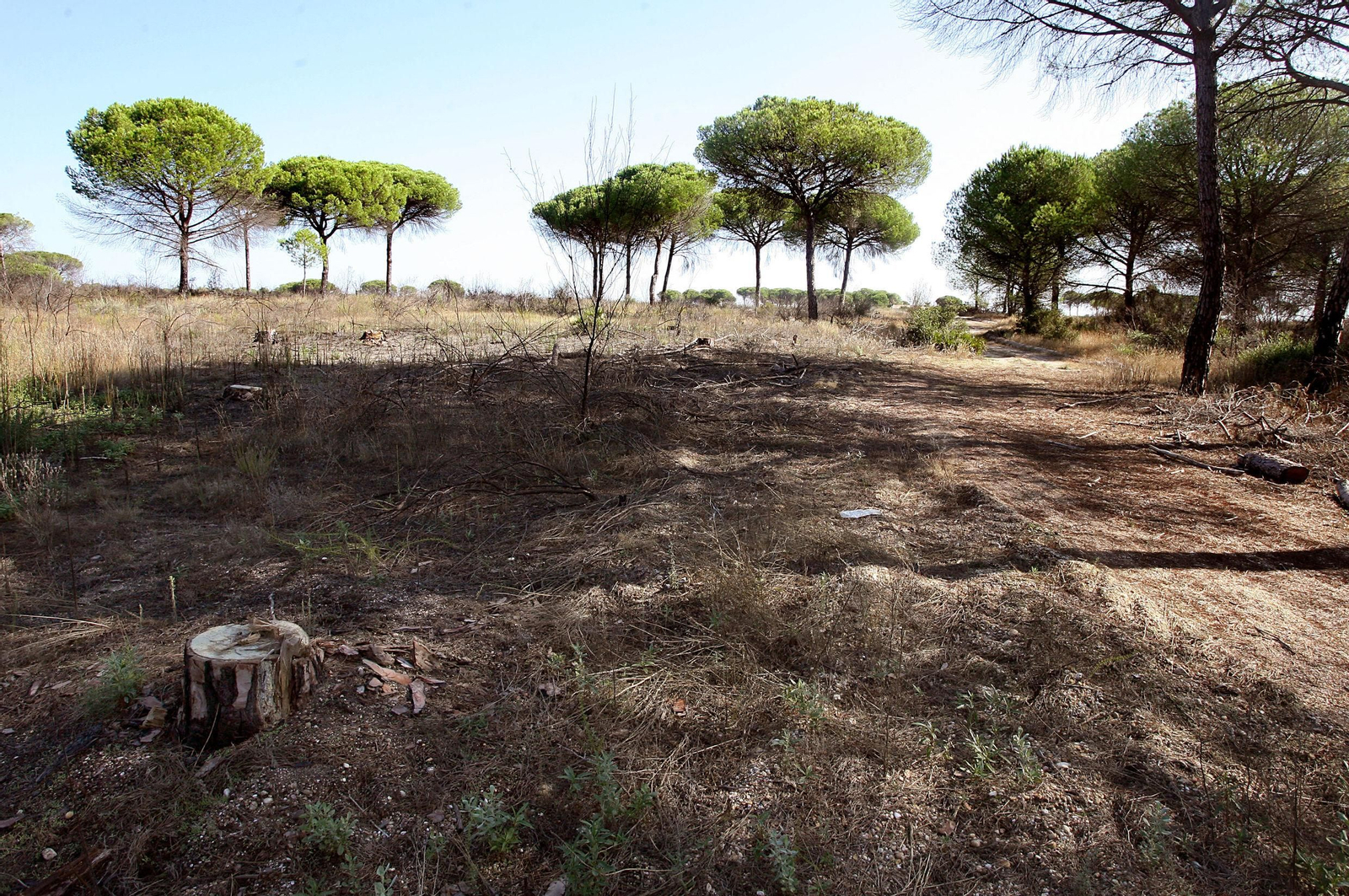 Terrenos en los que irá ubicado el proyecto CEUS que deberá ser desbrozado para su implantación.