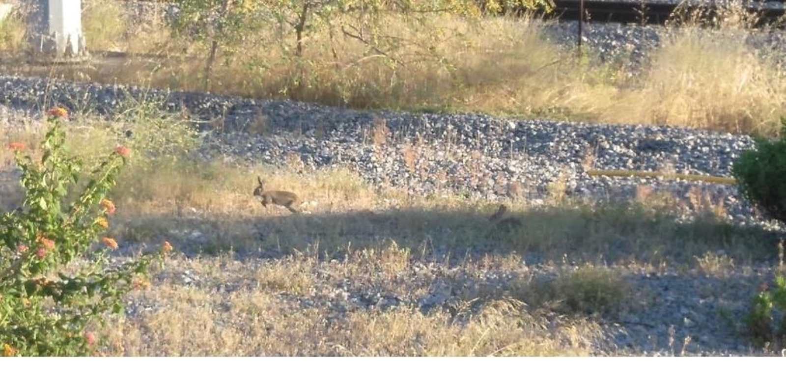 Uno de los varios conejos vistos en uno de los márgenes de la Carretera Industrial