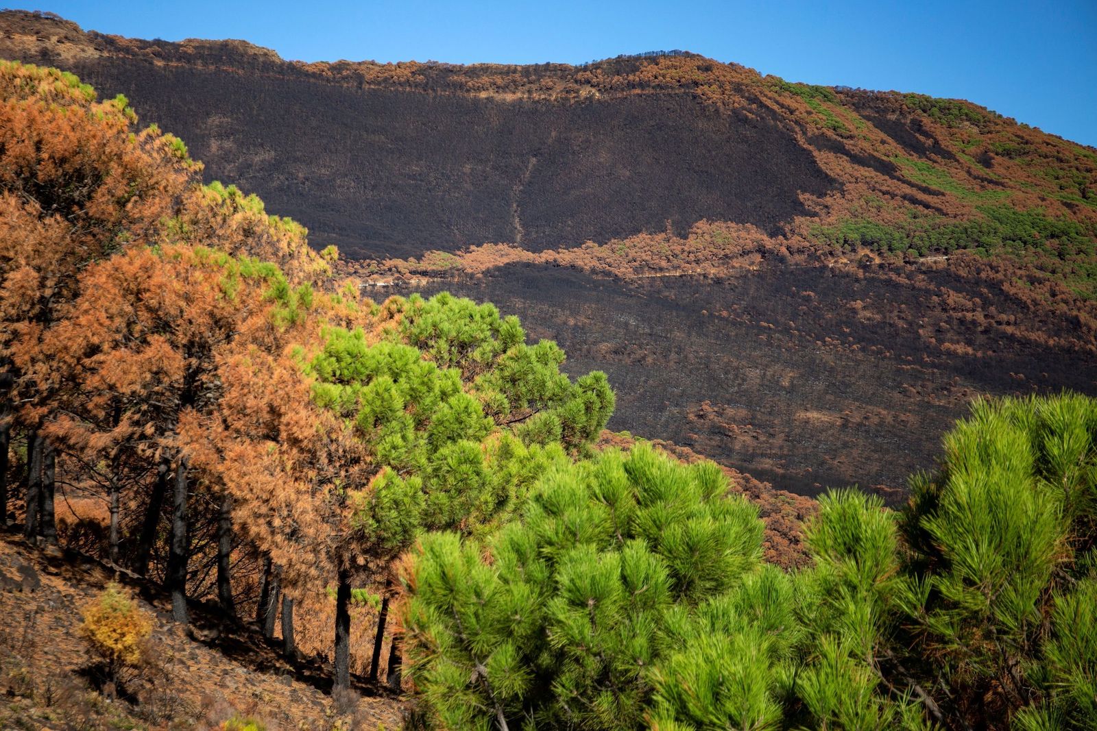 Árboles quemados en la zona  devastada por el incendio.