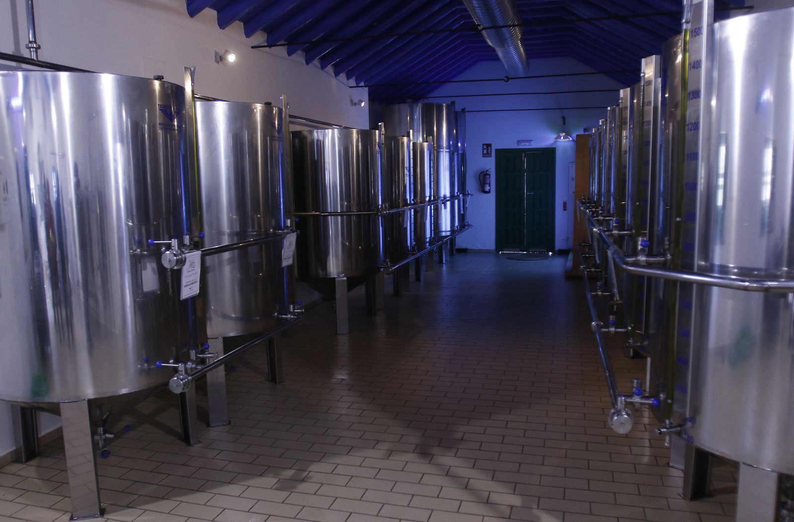 Reportaje sobre el aceite de oliva