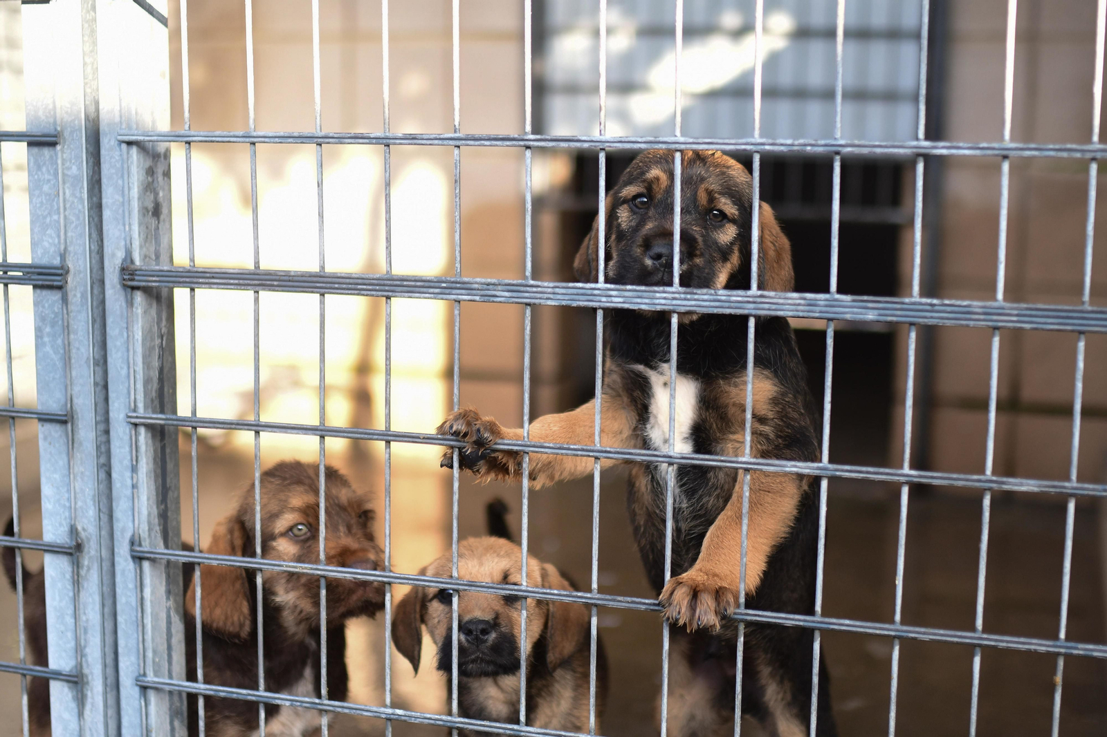 Mascotas que esperan dueño en las perreras de Sadeco