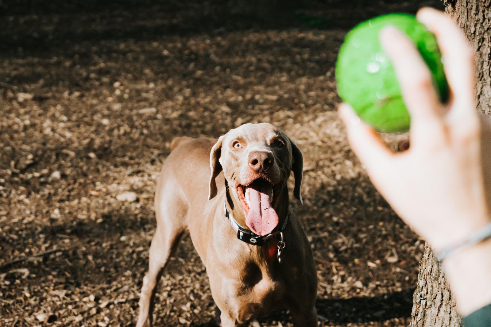 Un perro jugando en el parque