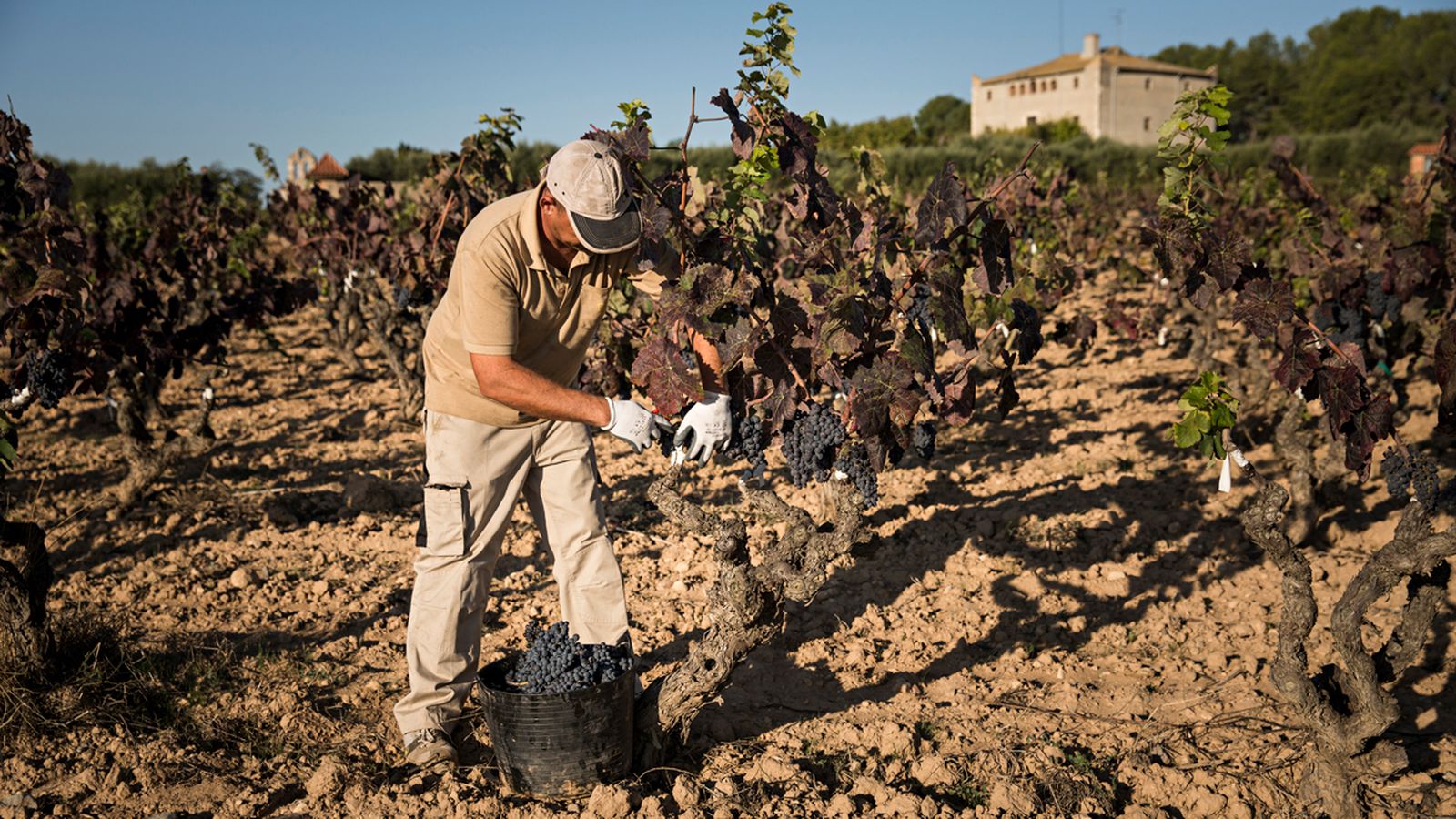 El vino, amenazado por el cambio climático.