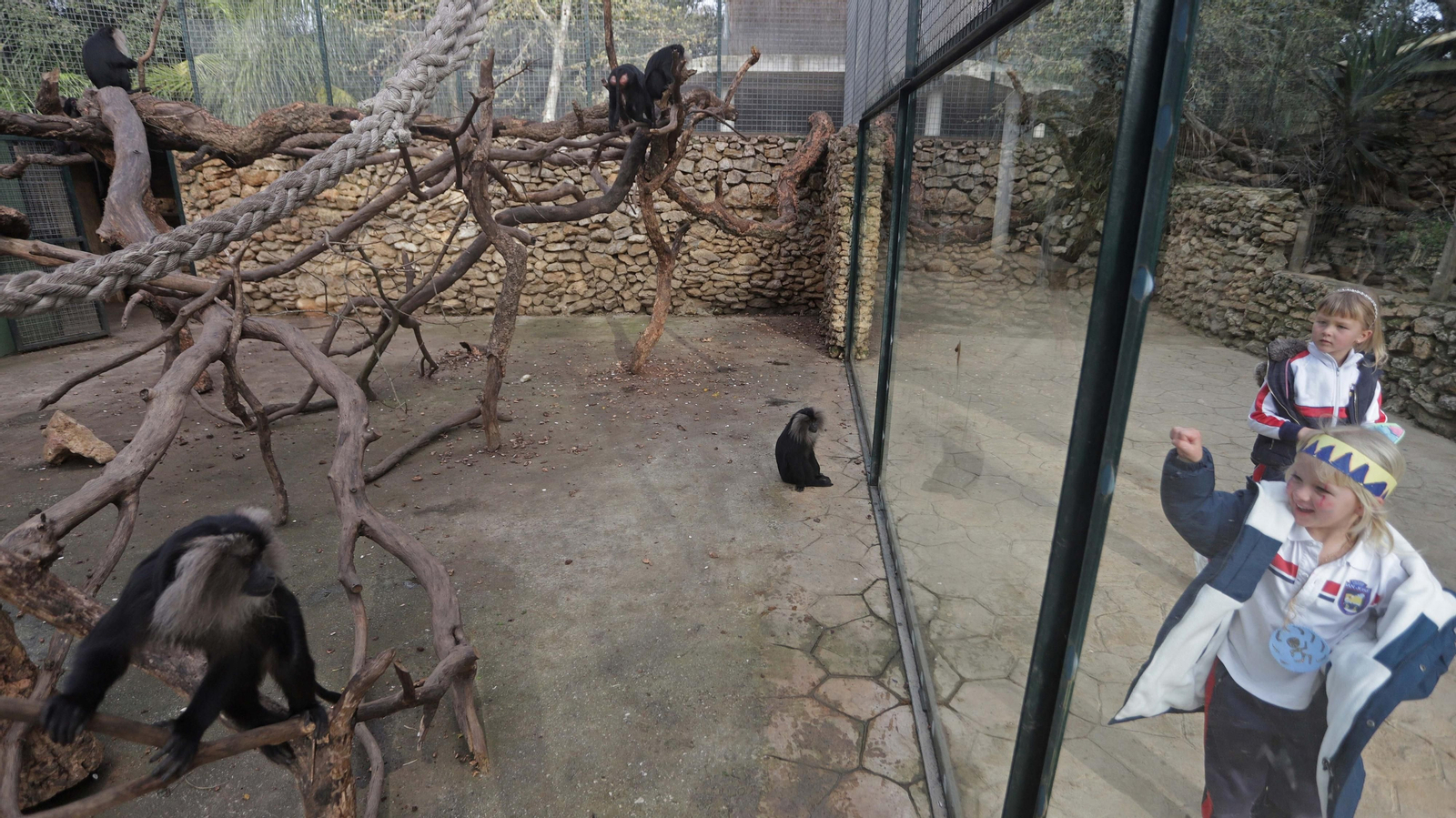 Fotos de los macacos de cola de león del zoo de Castellar