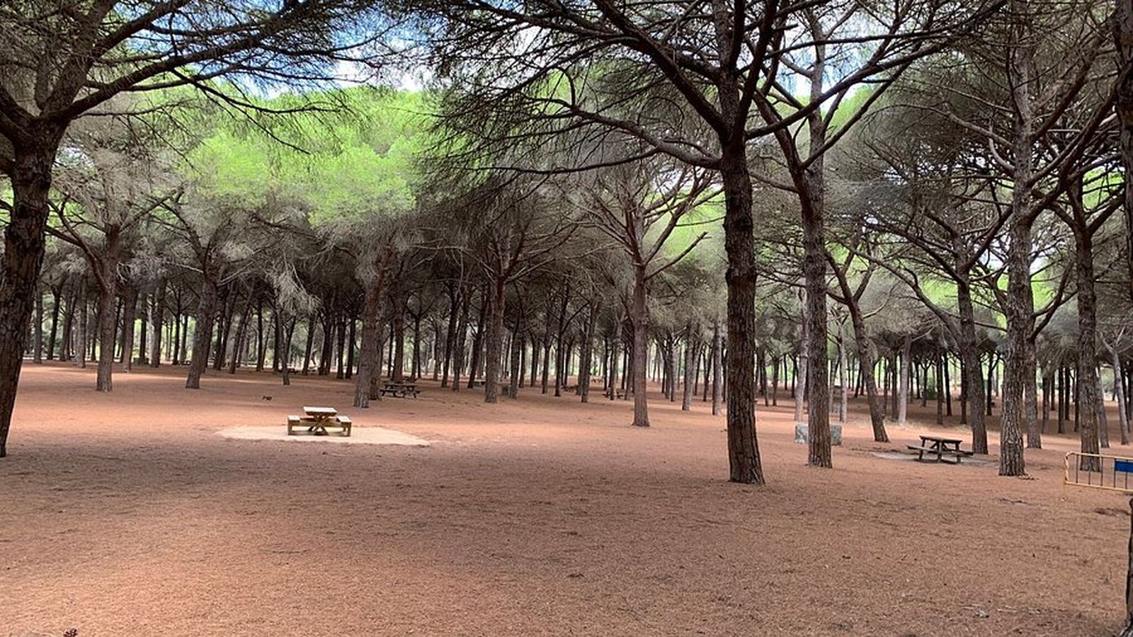 Vista del entorno natural del Pinar del Rey, donde se desarollará la marcha.