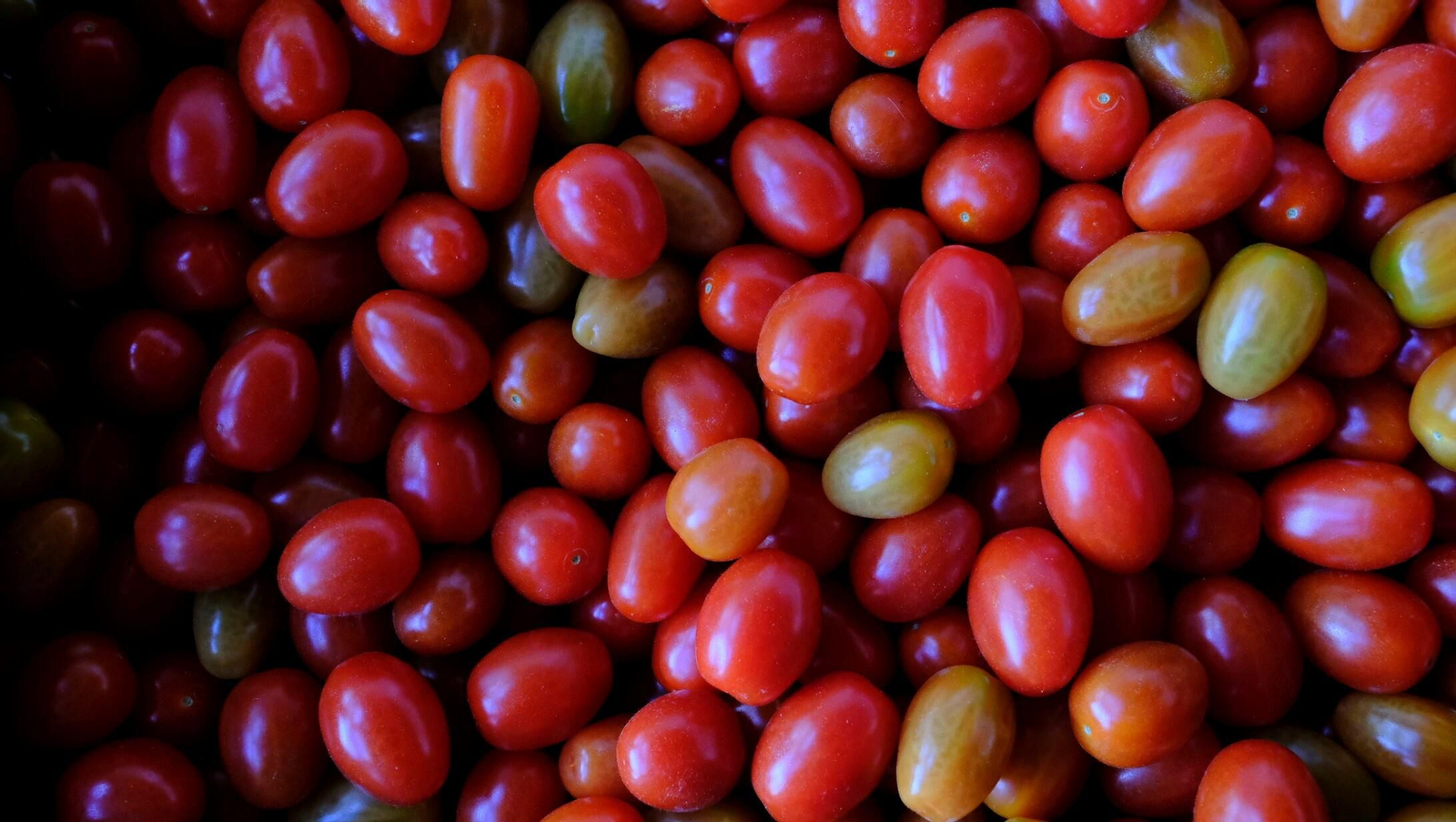 Vea cómo son los tomates almerienses de 'Stella del Cabo'