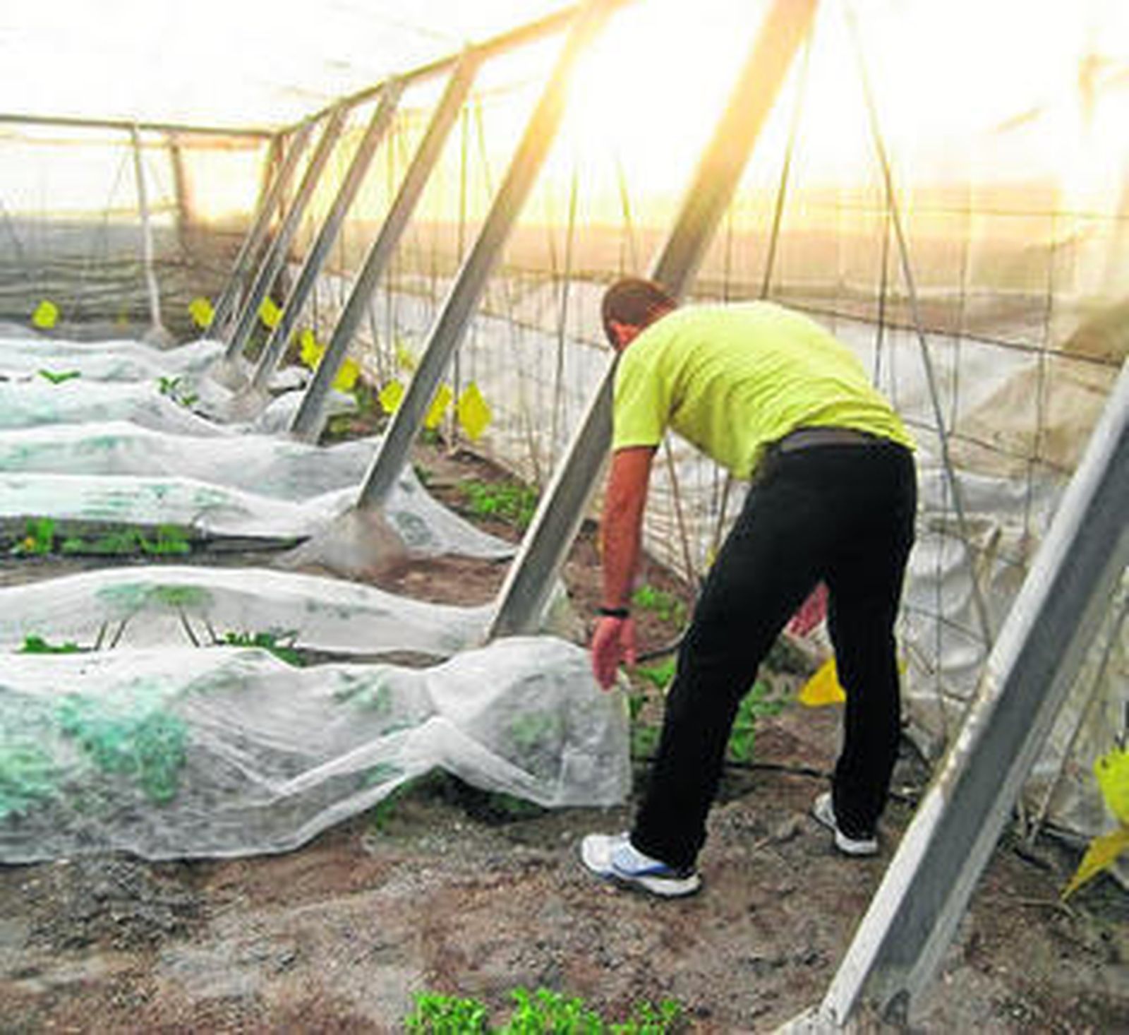 Bajo el título 'Síntomas y detección del virus de Nueva Delhi en melón', los investigadores han presentado los últimos datos.