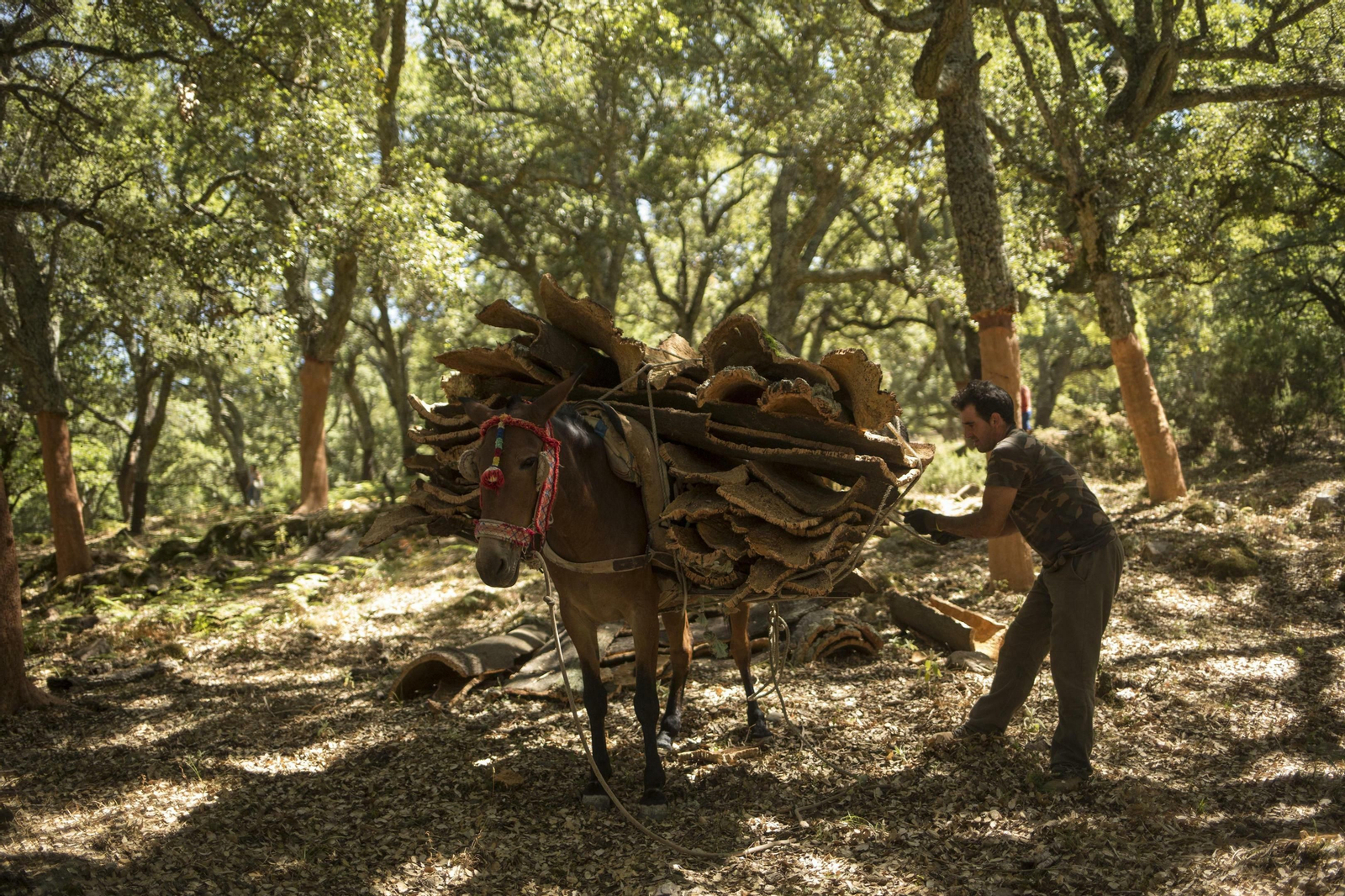 Fotos de la recogida del corcho en Ronda