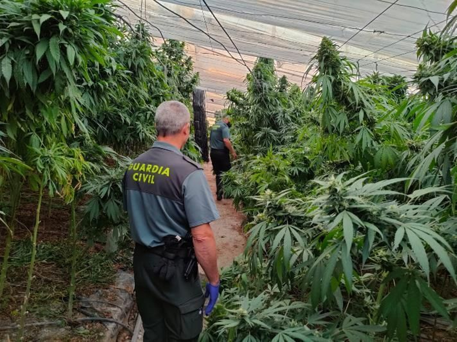 Agentes de la Guardia Civil de Granada en la plantación de cáñamo industrial manipulado.
