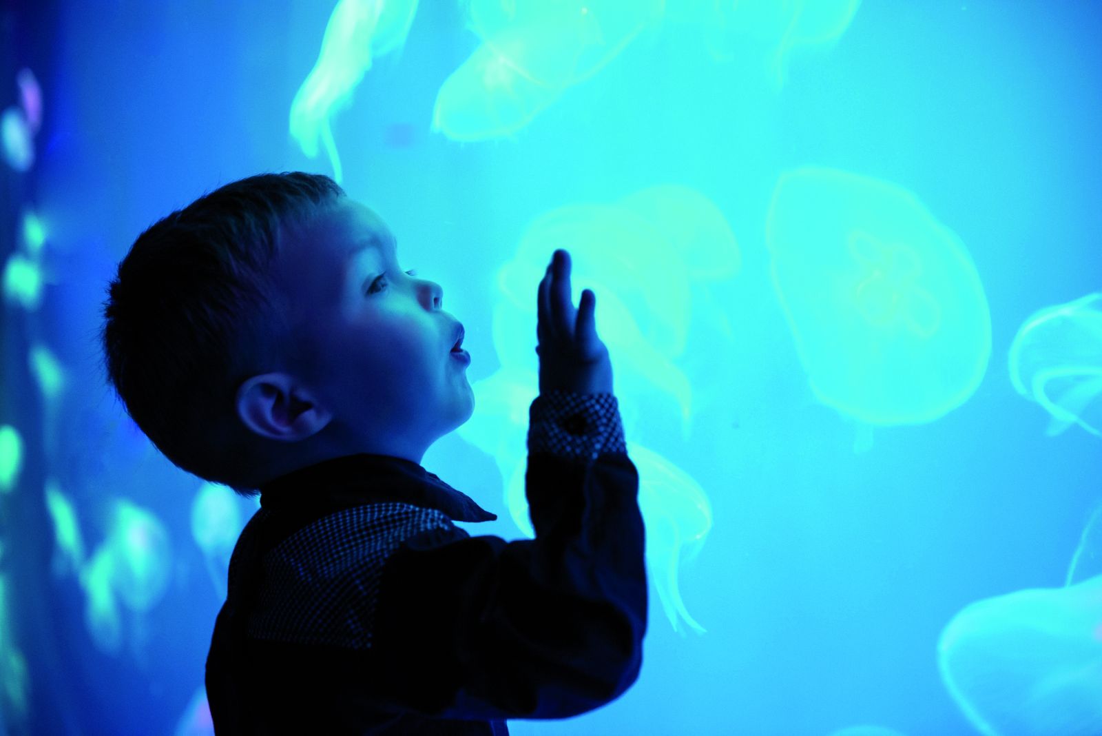 Un niño observa medusas