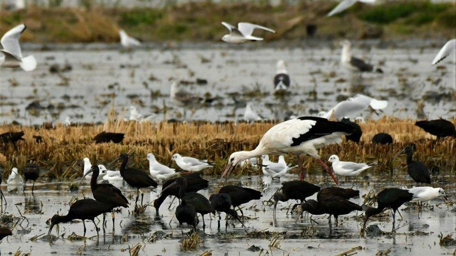 Aves en la marisma de Isla Mayor.