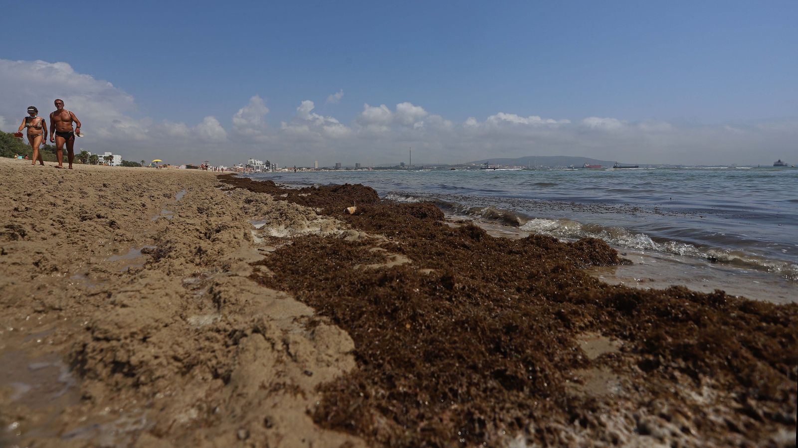 Fotos del alga invasora en El Rinconcillo