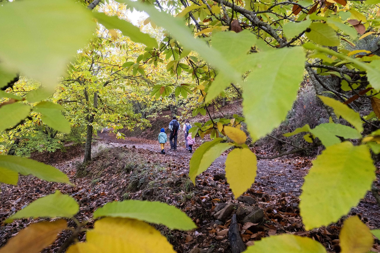 El Bosque de Cobre del Valle del Genal, en fotos