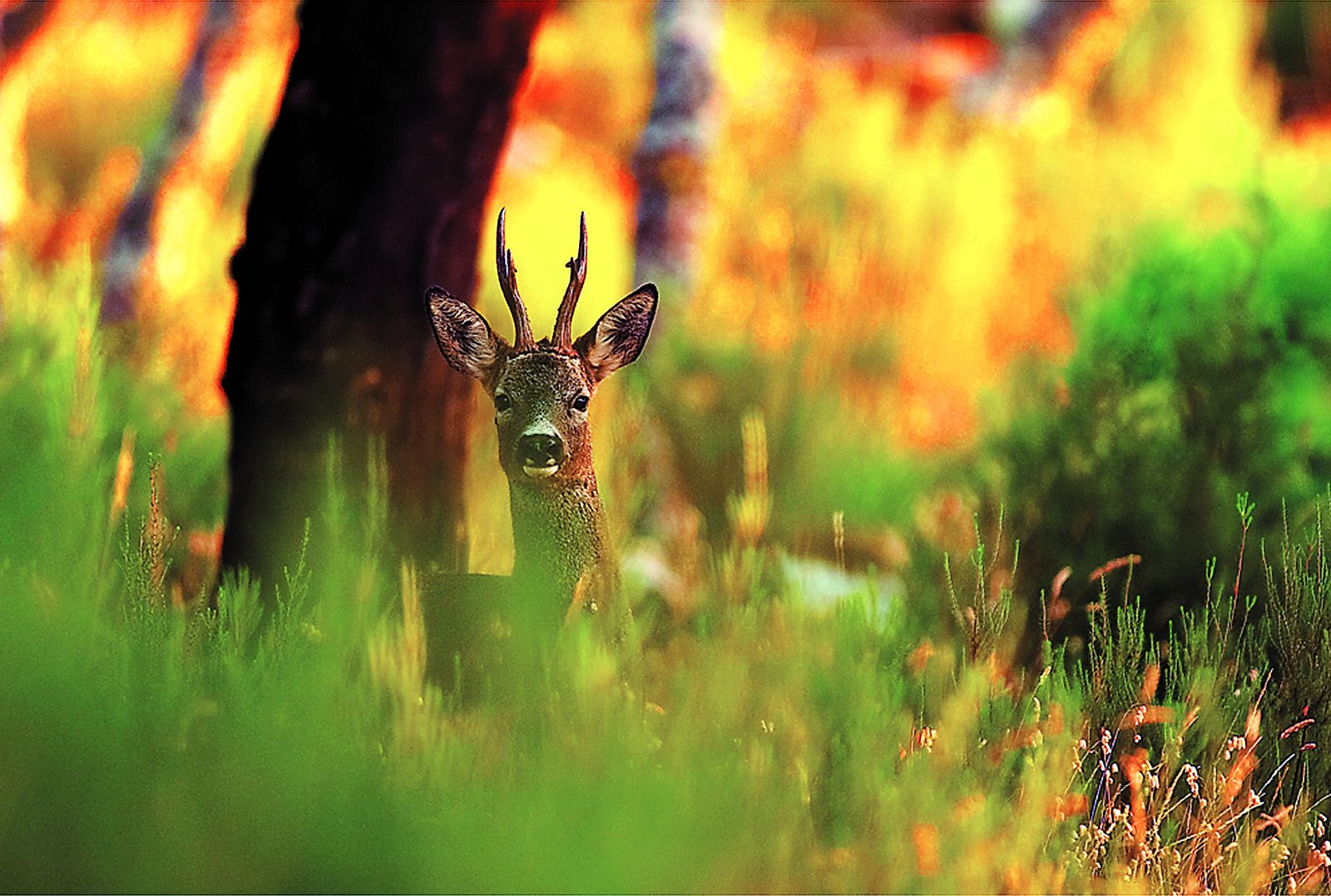 Un ejemplar de corzo en un sotobosque del Parque Natural de Los Alcornocales.