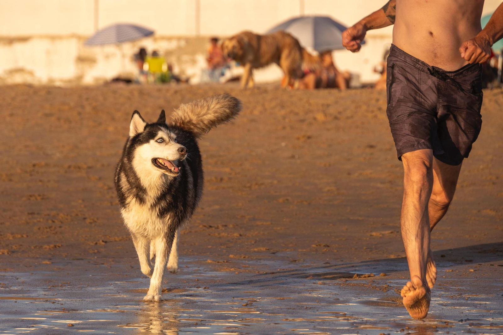 Así disfrutan los perros y sus dueños en la playa canina de Cádiz