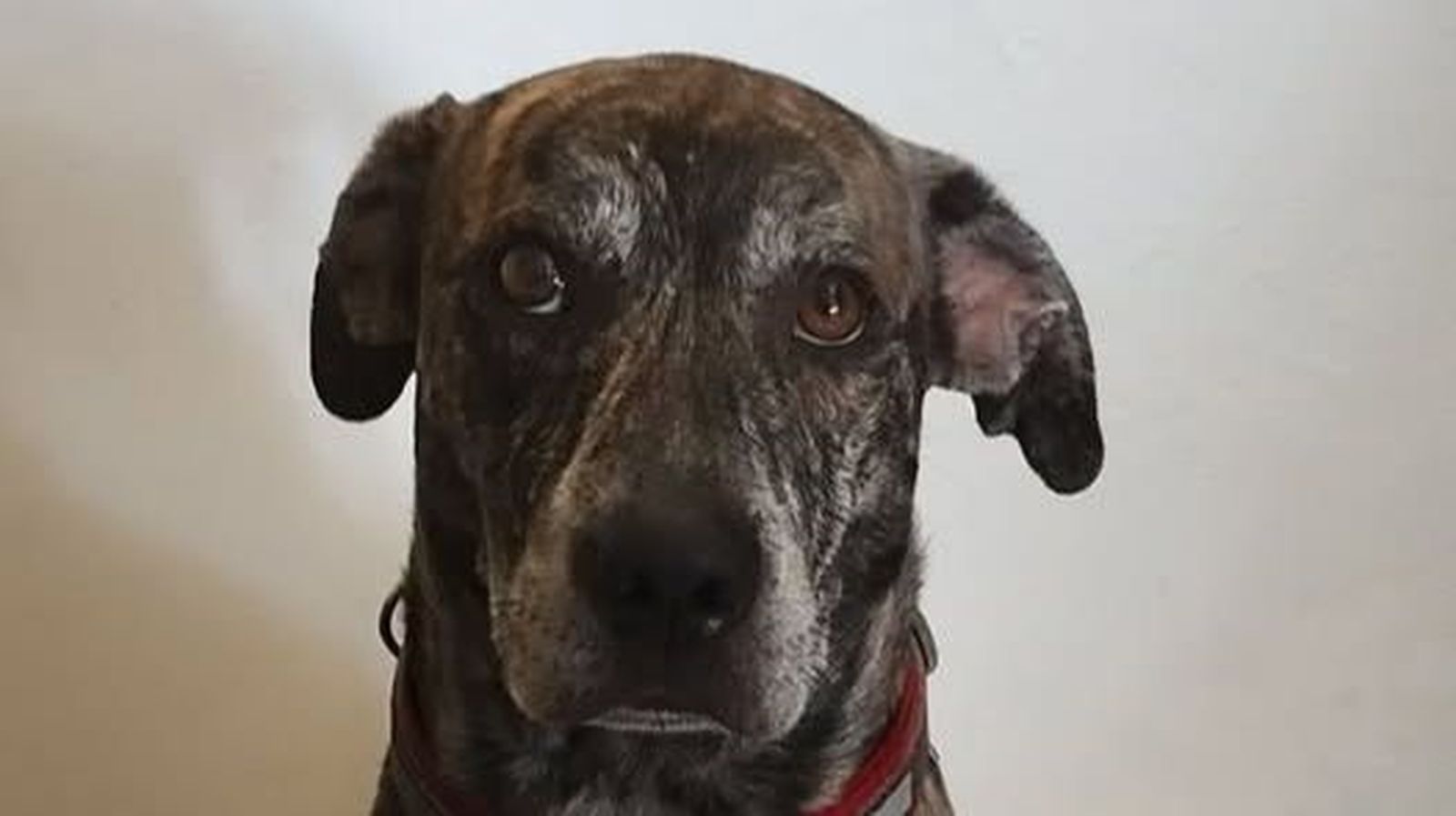 Benji, el animal que está siendo buscado