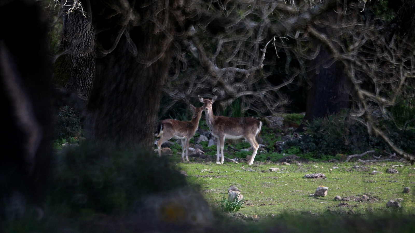 Las mejores fotos de la finca La Almoraima