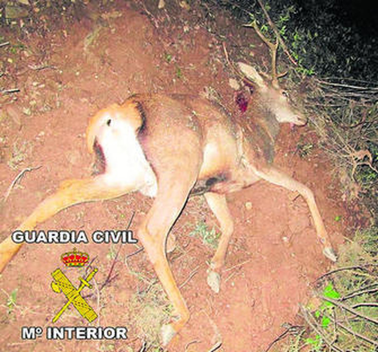 El ciervo abatido por los cazadores furtivos.