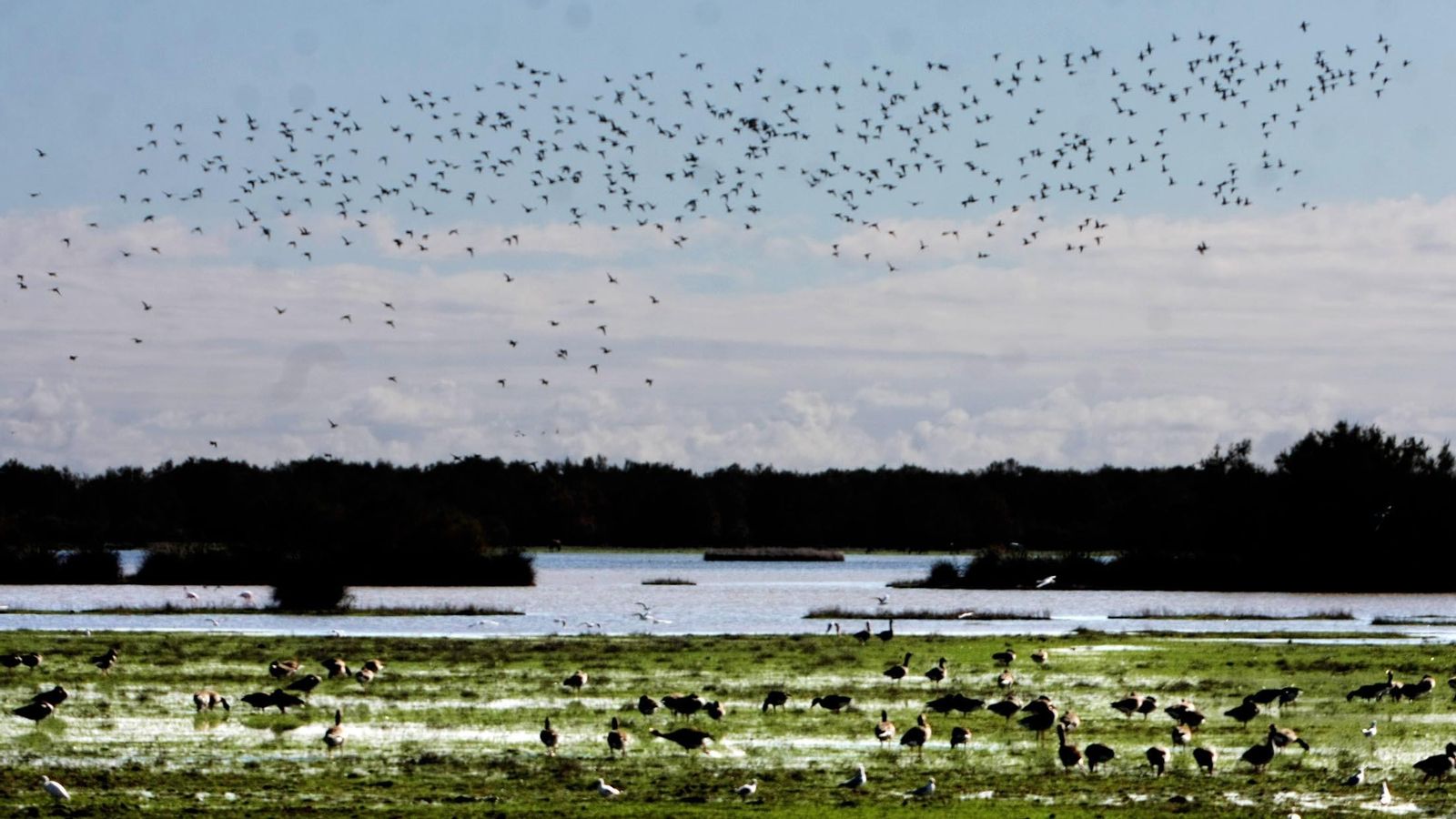 Aves sobrevuelan el entorno de Doñana.