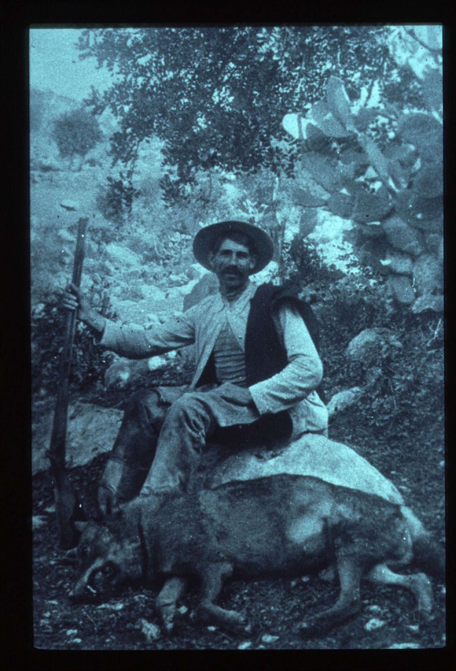 Lobo cazado en septiembre de 1912 en El Quejigal. Montes de Jerez.