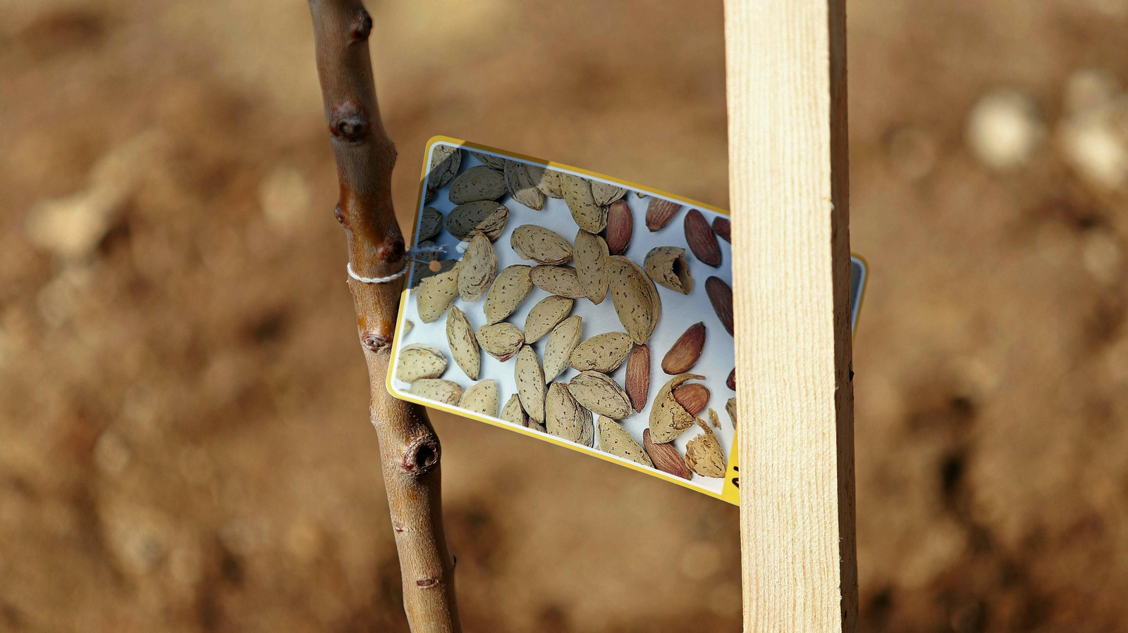 Las mejores fotos de la repoblación del Parque Princesa Sofía