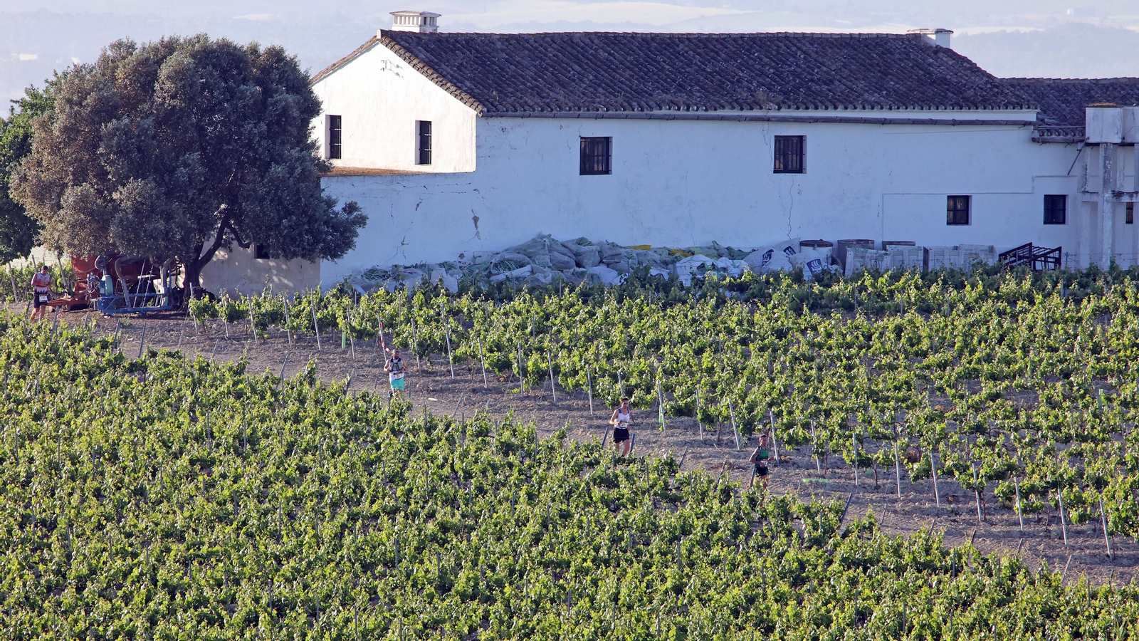 VI Sherry Maratón Jerez