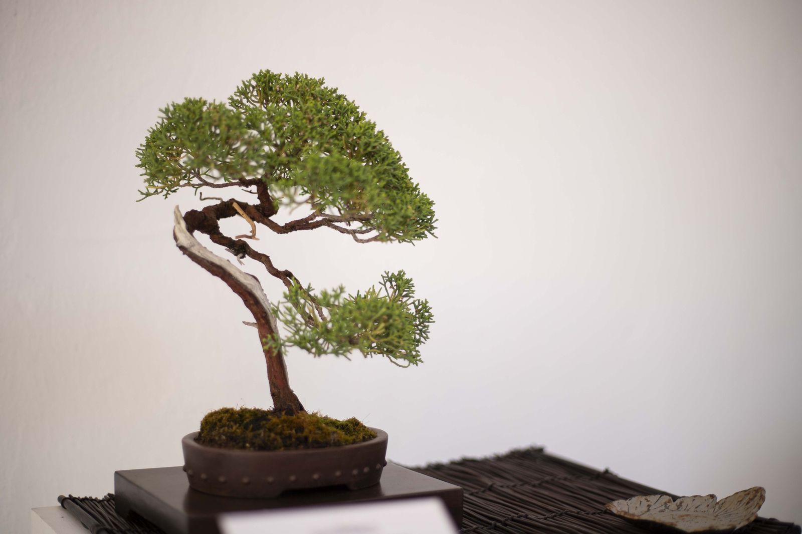 La Exposición de Bonsái de Primavera de Córdoba, en fotografías