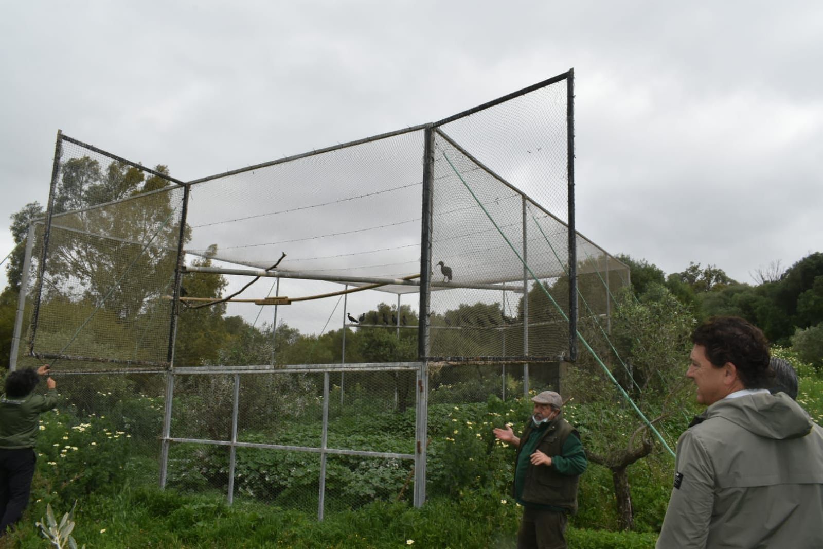 Suelta de pollos de ibis eremita en Barbate.