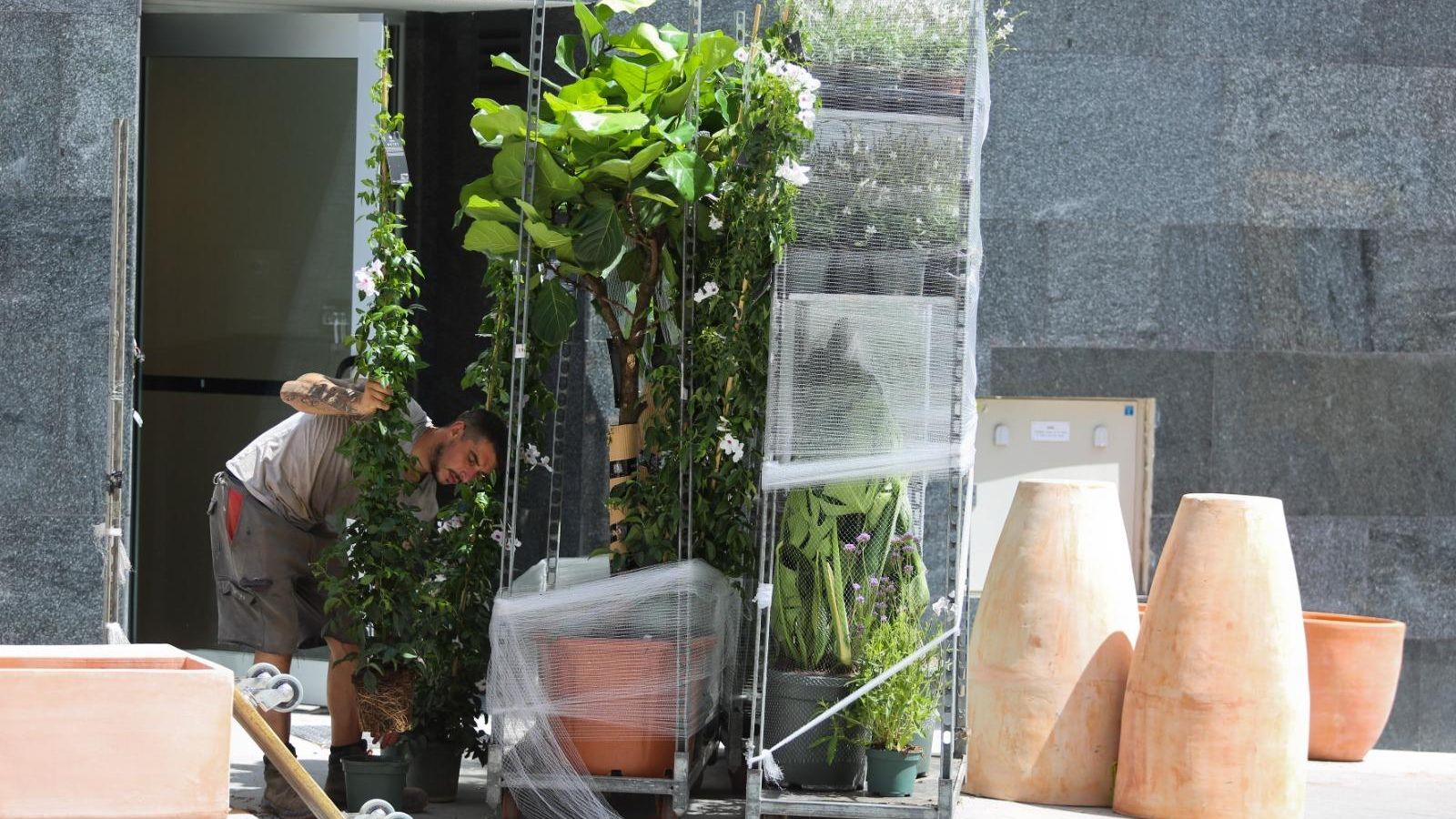 Un trabajador metiendo unas plantas en el hotel de Moneo.