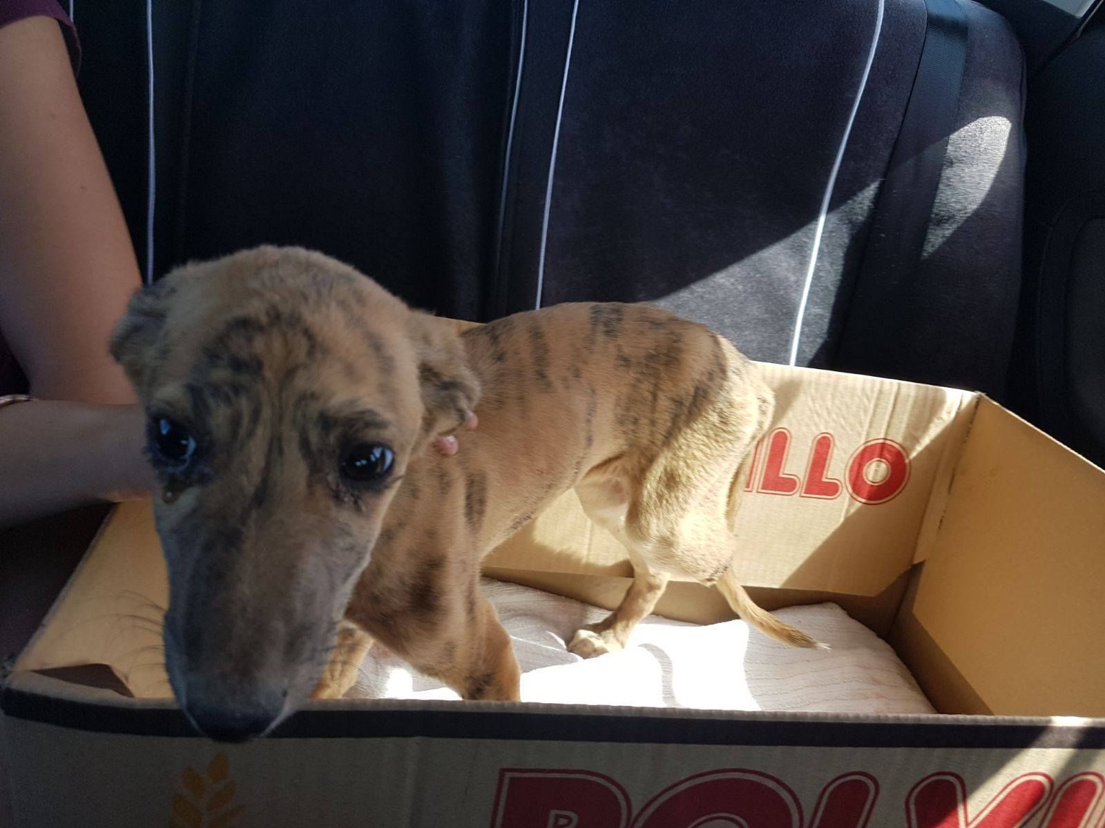 La perrita Vida, con una de sus patas traseras mutilada por culpa de su antiguo dueño.