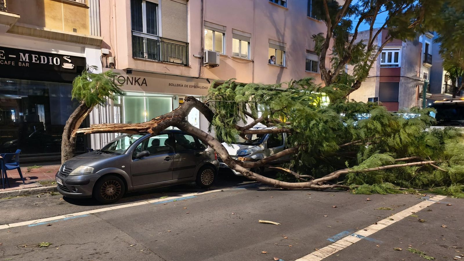 Una jacaranda destroza varios coches en Almería