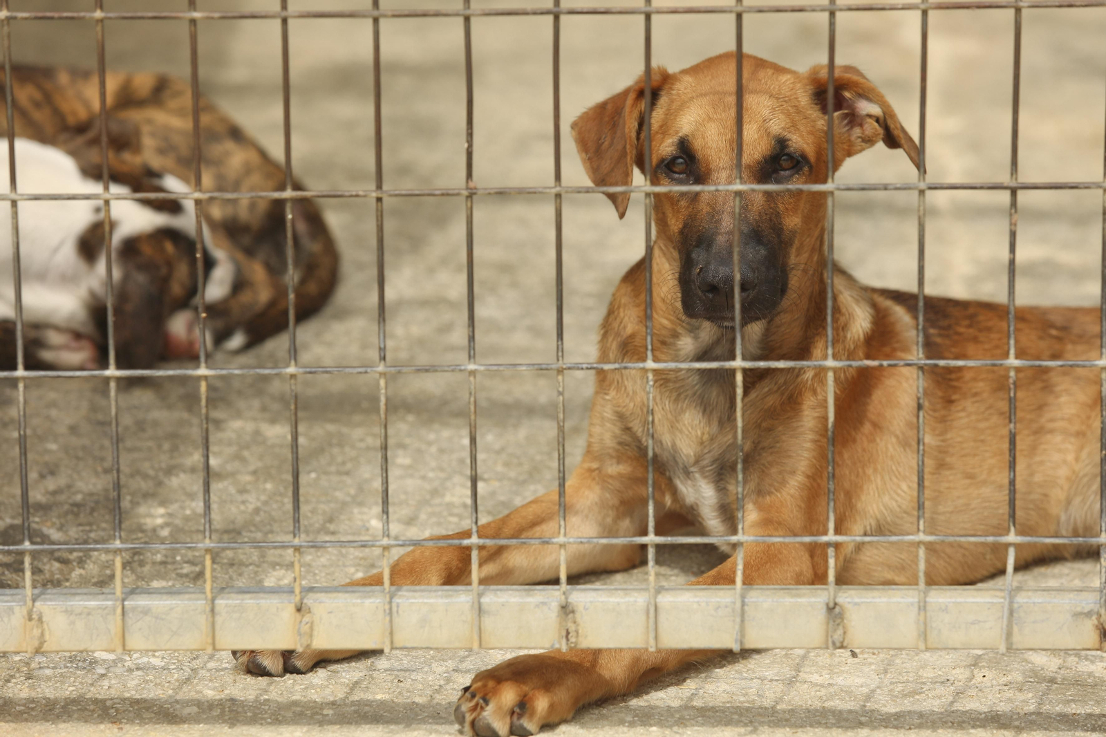 Las fotos de los animales de la Protectora de Málaga Las fotos de los animales de la Protectora de Málaga