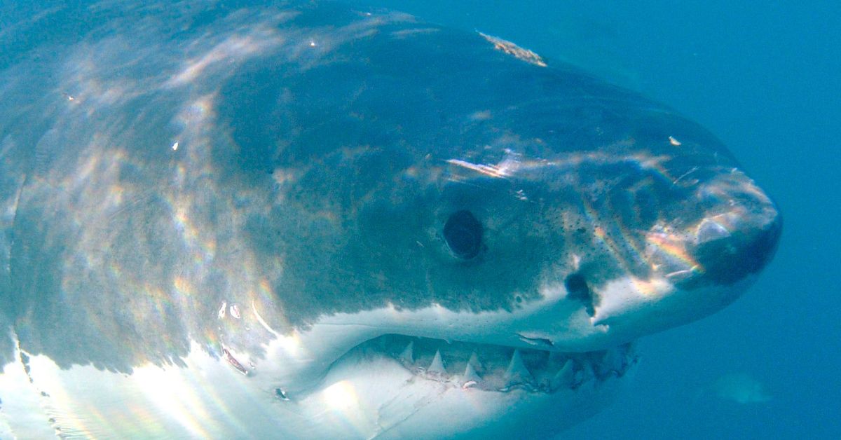 Confirman la presencia del tiburón blanco en el Mediterráneo español: características de este gran depredador oceánico