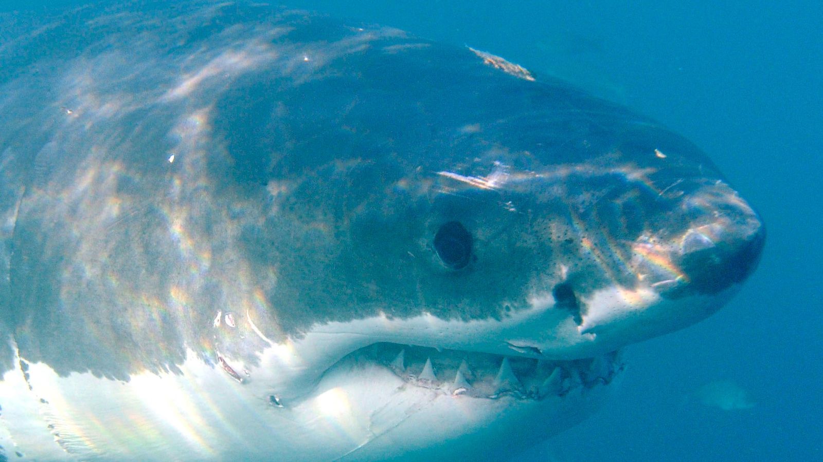 Imagen de archivo de un tiburón blanco