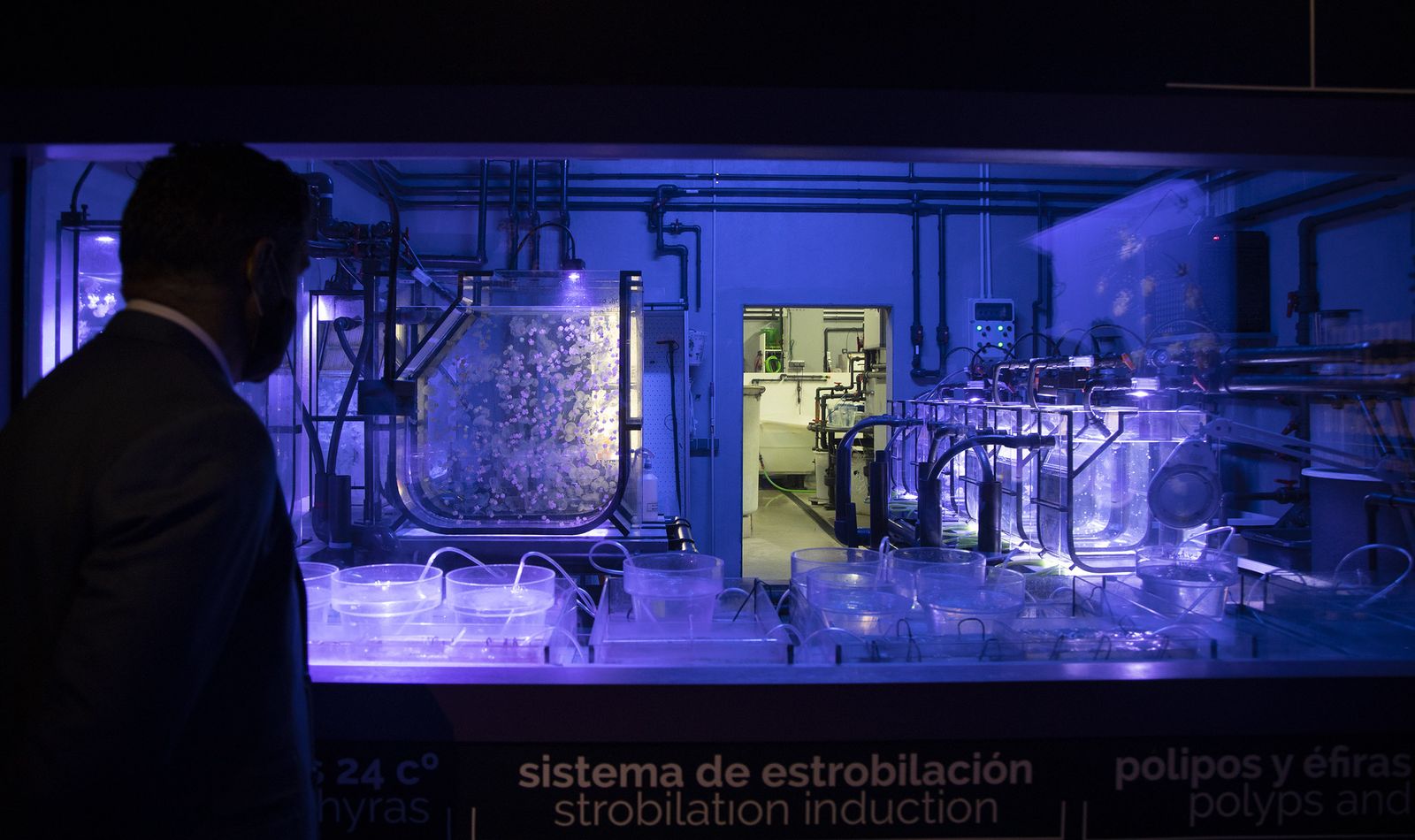 La reapertura del acuario de Sevilla, en imágenes