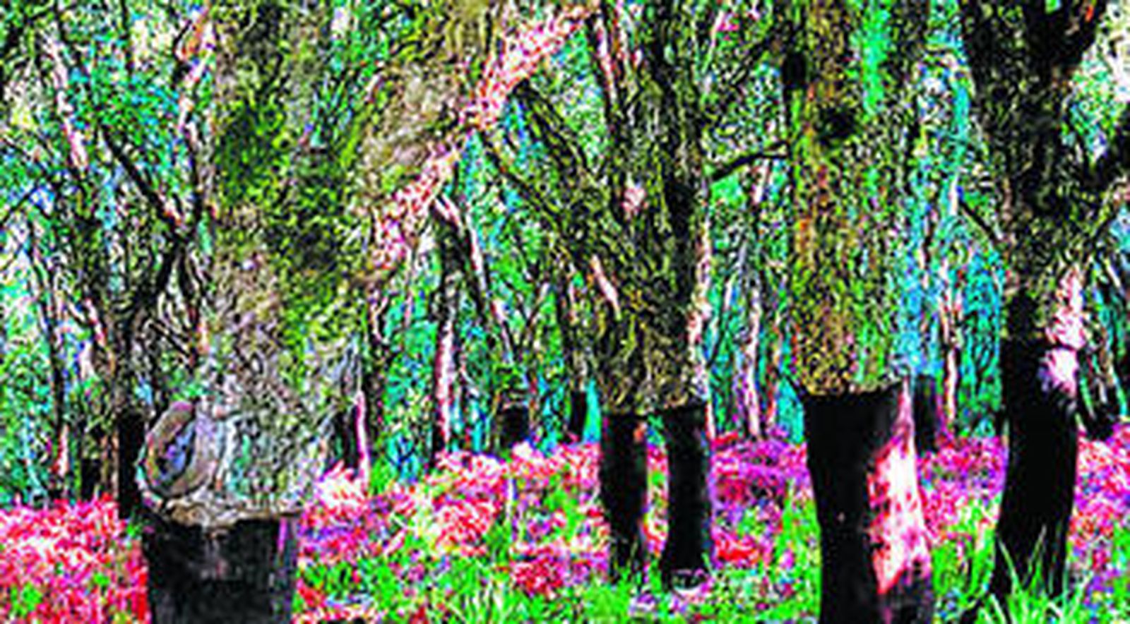 Un grupo de árboles en el Parque Natural de Los Alcornocales.