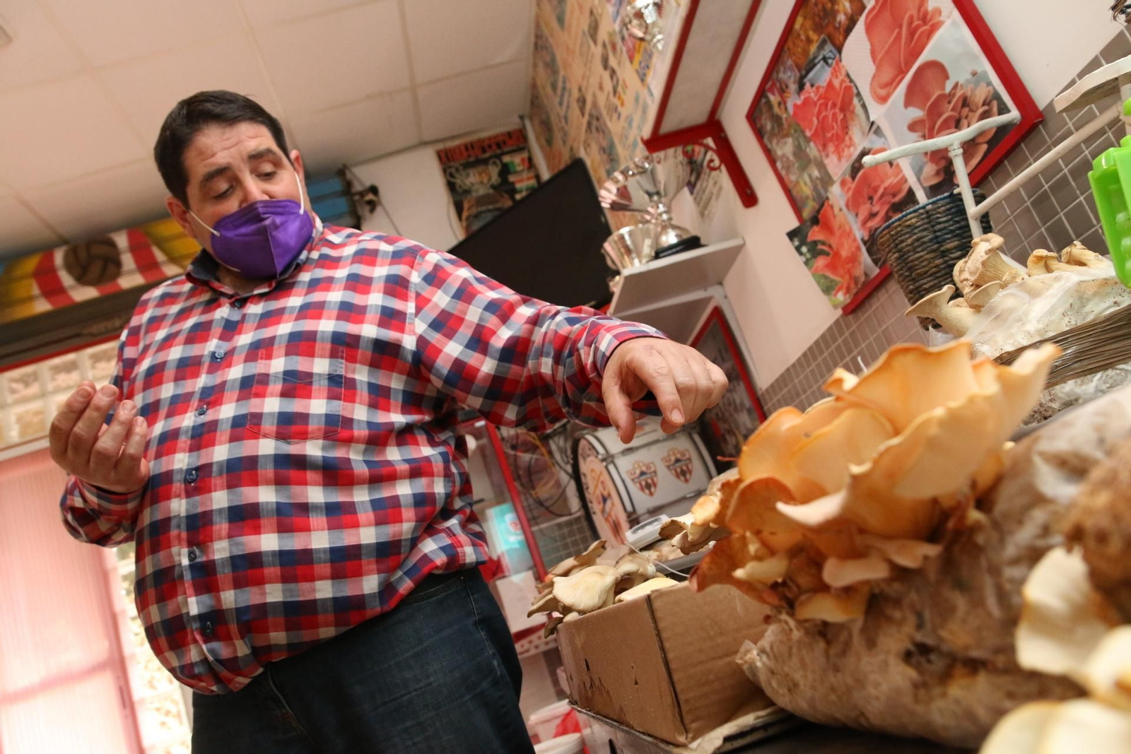 Fotogalería del Reino de las Setas