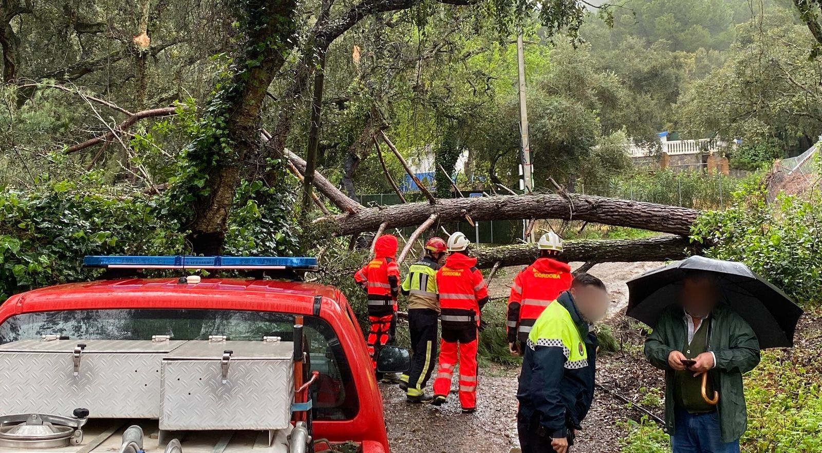 Un árbol caído en la zona de Trassierra.